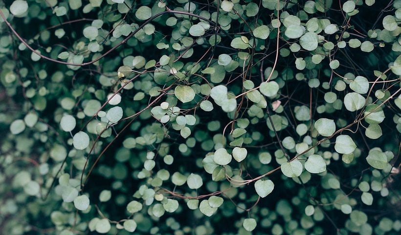 Image of Heart shaped leaves on a plant for In Memory