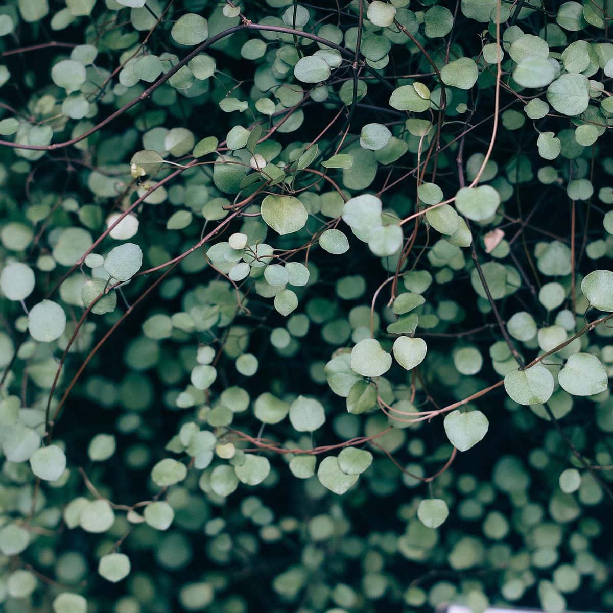 Image of Heart shaped leaves on a plant for In Memory