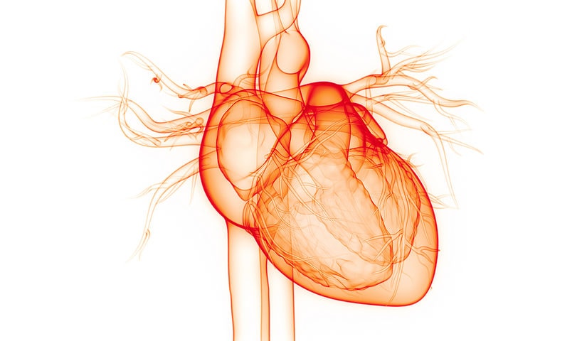 3d heart image